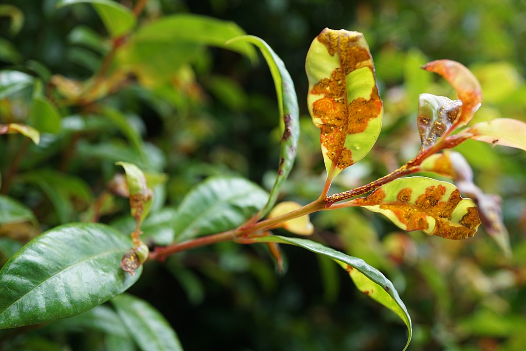 User:SmallBiologie, CC BY-SA 4.0, via Wikimedia Commons