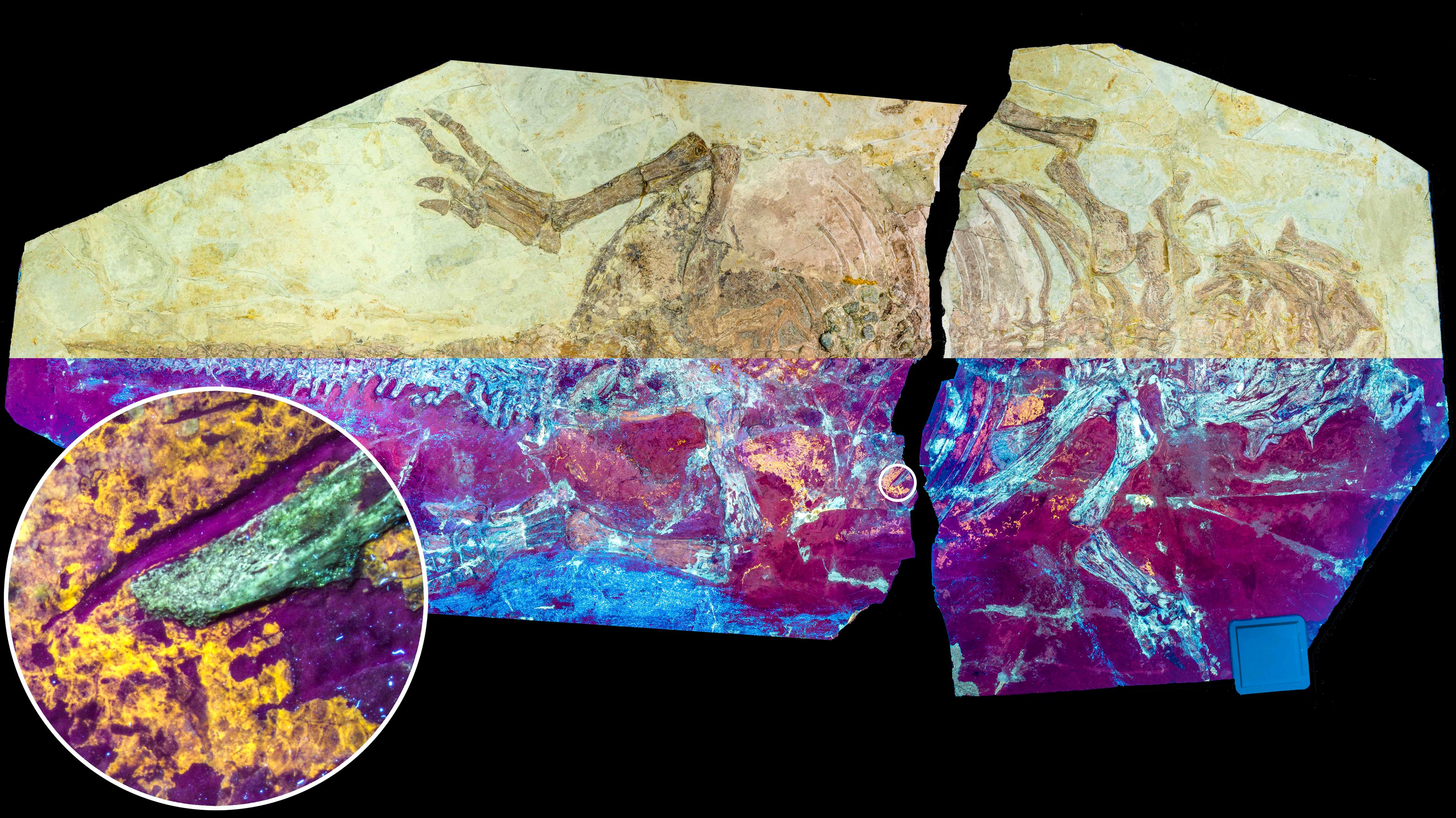 The studied Psittacosaurus specimen NJUES-10 under natural (upper half) and UV light (lower half) showing the orange-yellow fluorescence of the fossilised skin. Credit: Zixiao Yang