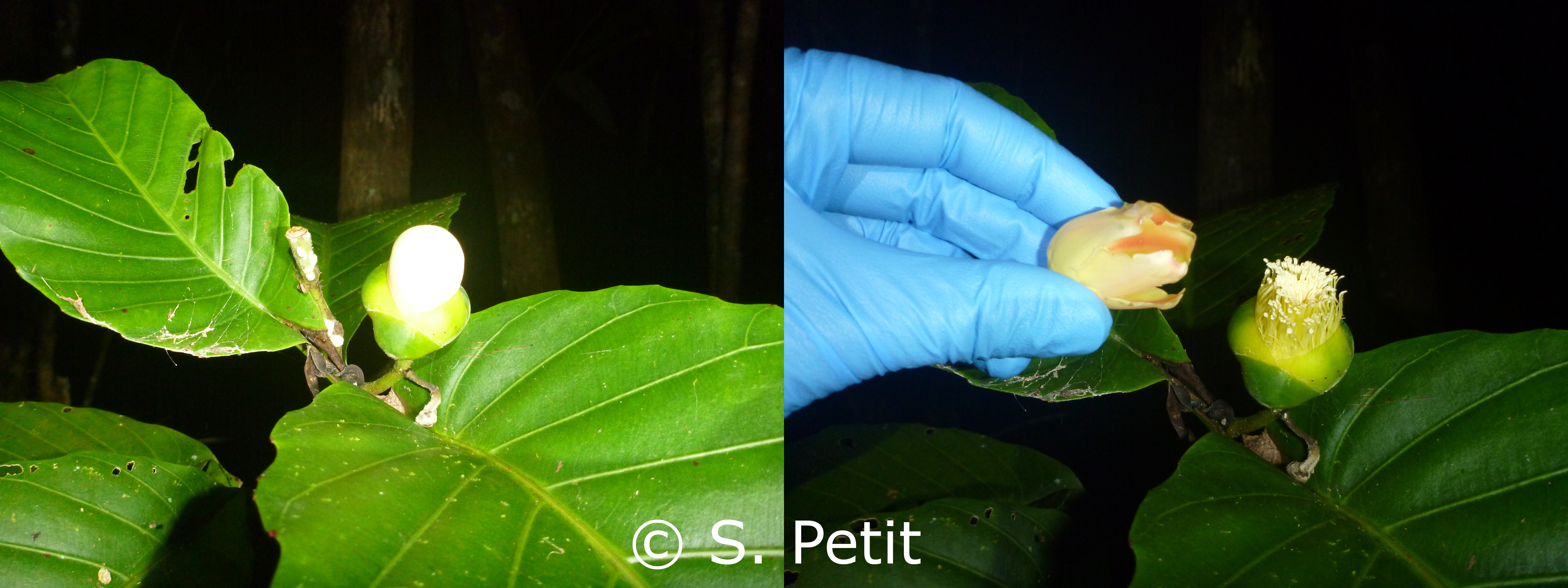 UniSA’s Associate Professor S. ‘Topa’ Petit.