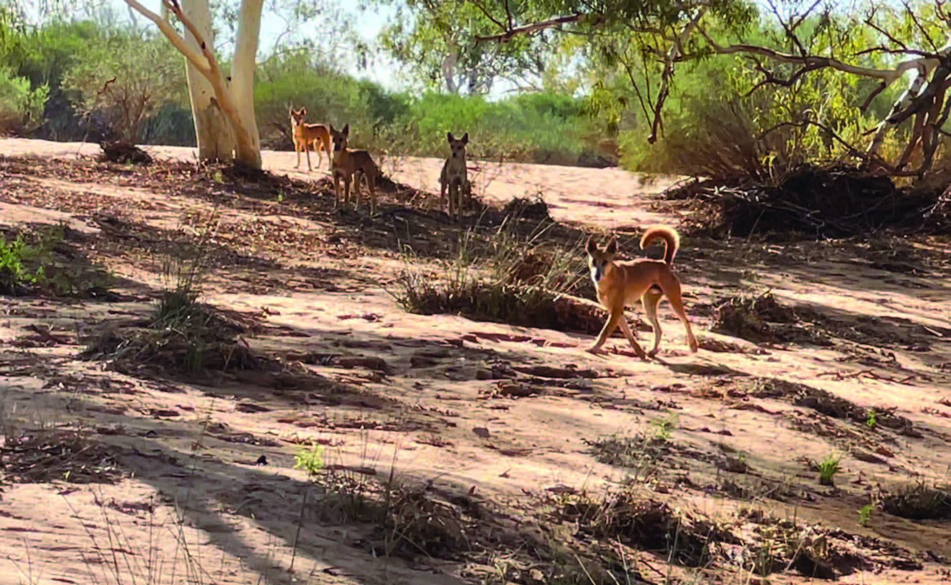 Dingoes on Wooleen Station, WA. Photo: David Pollock