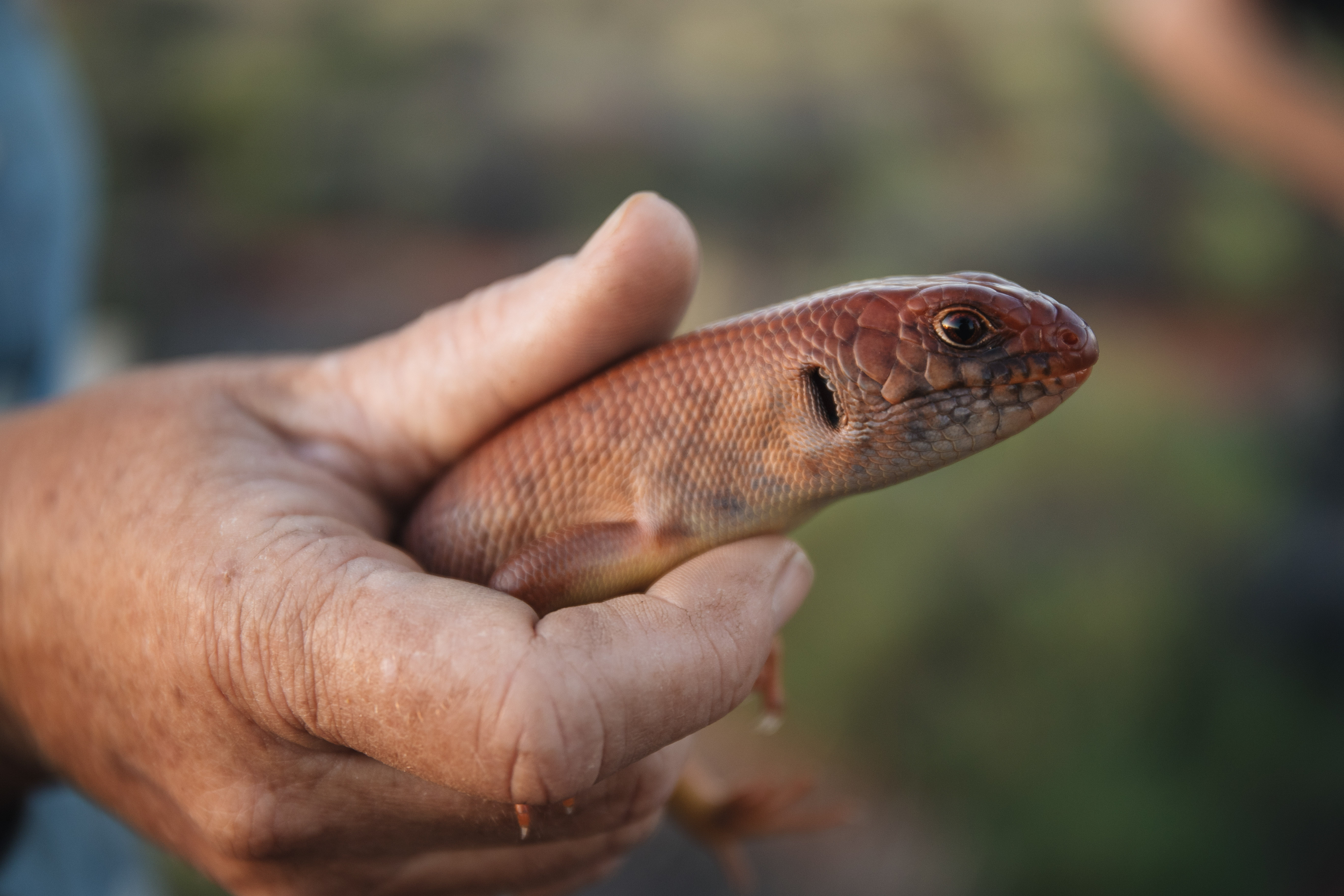Tjakuṟa are also known as Mulyamiji or the Great Desert Skink. Image by: Nicolas Rakotopare/ Indigenous Desert Alliance 