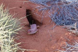 A Tjakuṟa (also known as Mulyamiji or Great Desert Skink) emerges from a burrow