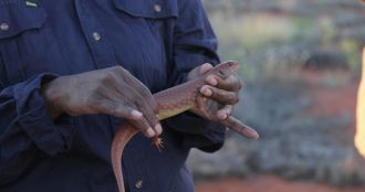 A ranger holds a Tjakuṟa, also known as a Great Desert Skink or Mulyamiji.