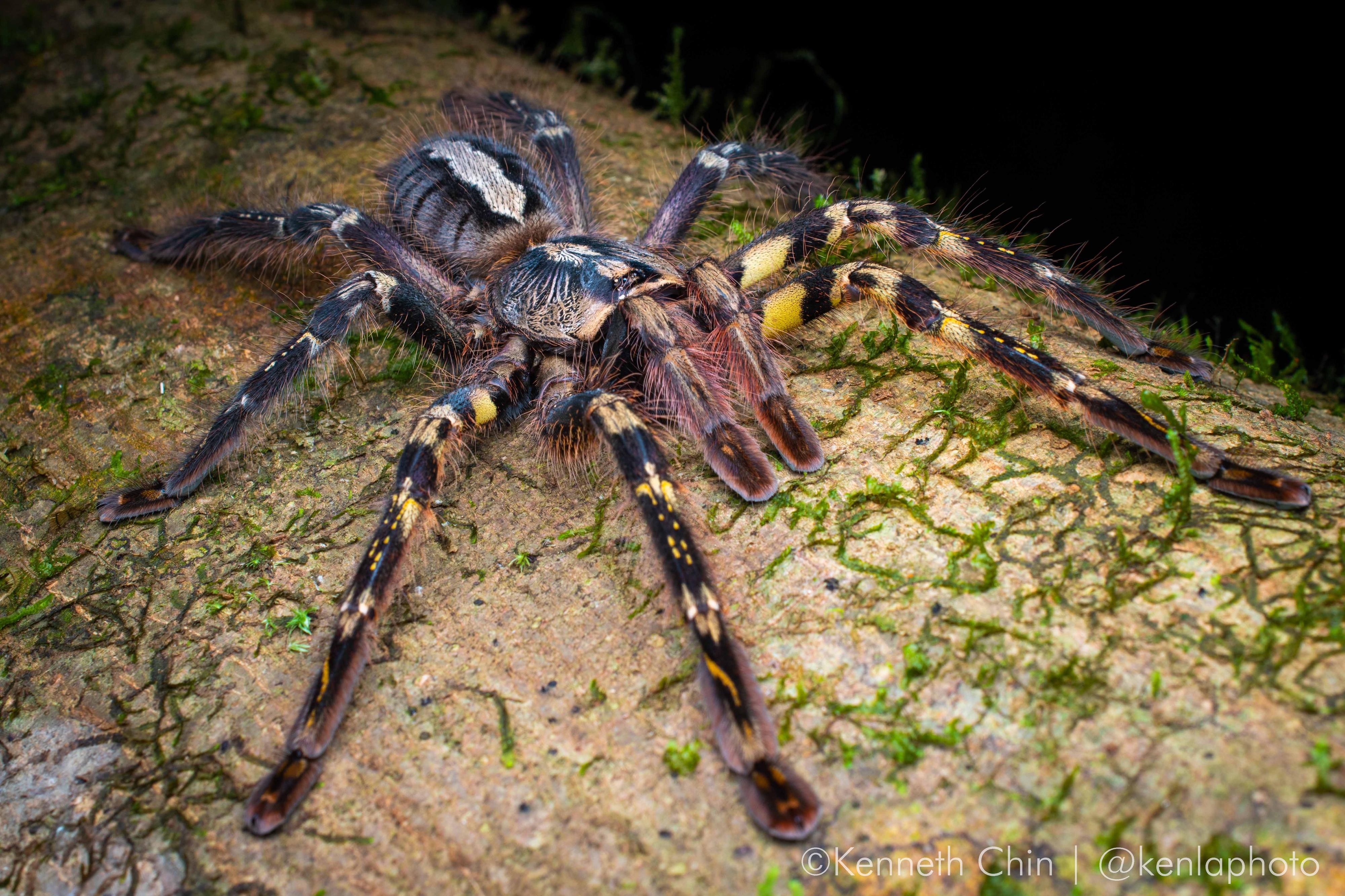 Credit: Kenneth Chin.  The Ornate tiger spider (Poecilotheria ornata) is an Endangered species which is endemic to Sri Lanka, and is popular in trade
