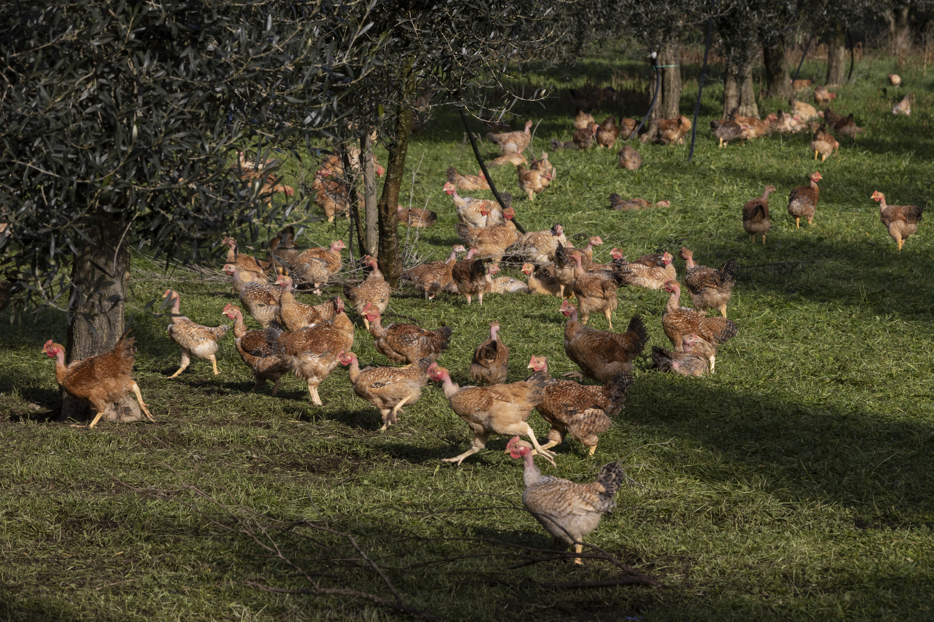© FAO/Riccardo De Luca. Copyright ©FAO