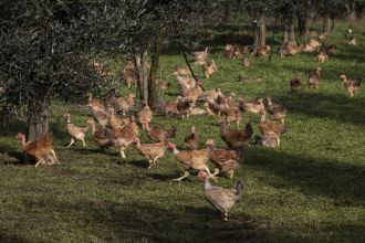 A sustainable poultry farm