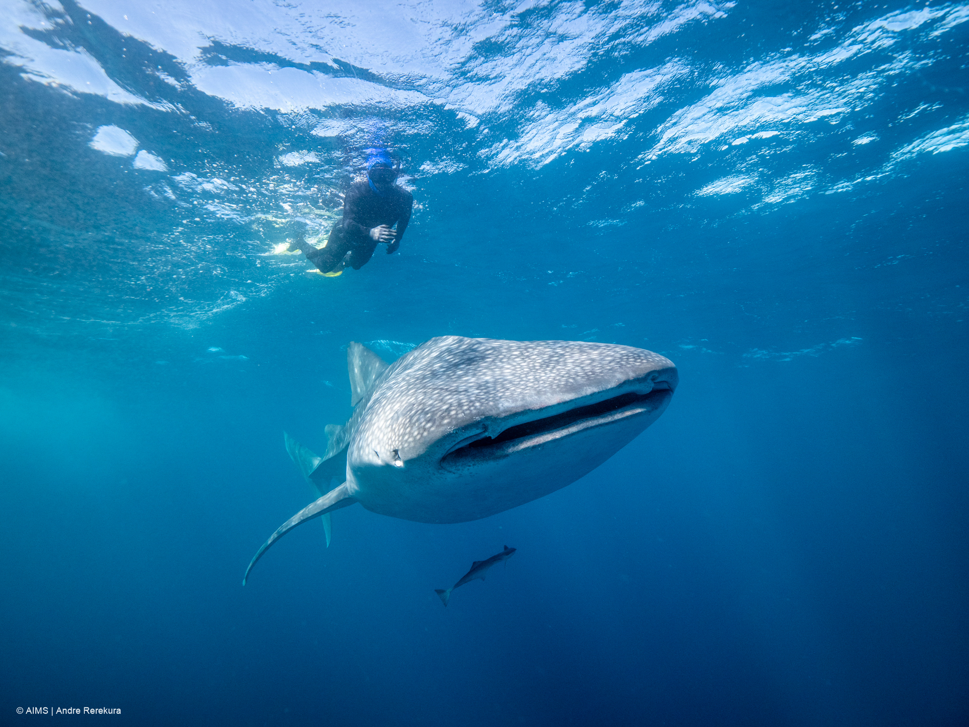 Photo by Andre Rerekura, Australian Institute of Marine Science
