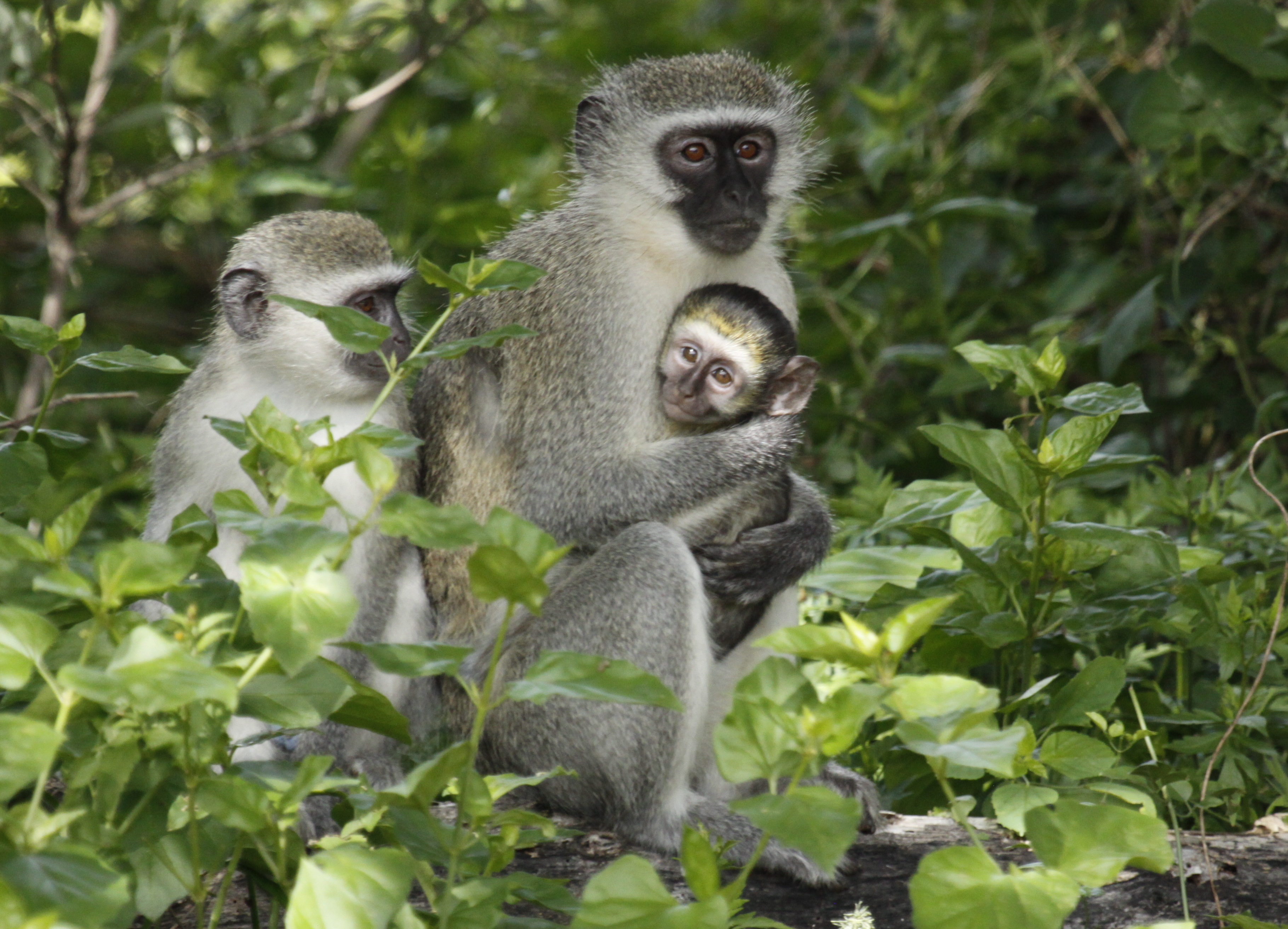 Derek Keats from Johannesburg, South Africa, CC BY 2.0 <https://creativecommons.org/licenses/by/2.0>, via Wikimedia Commons