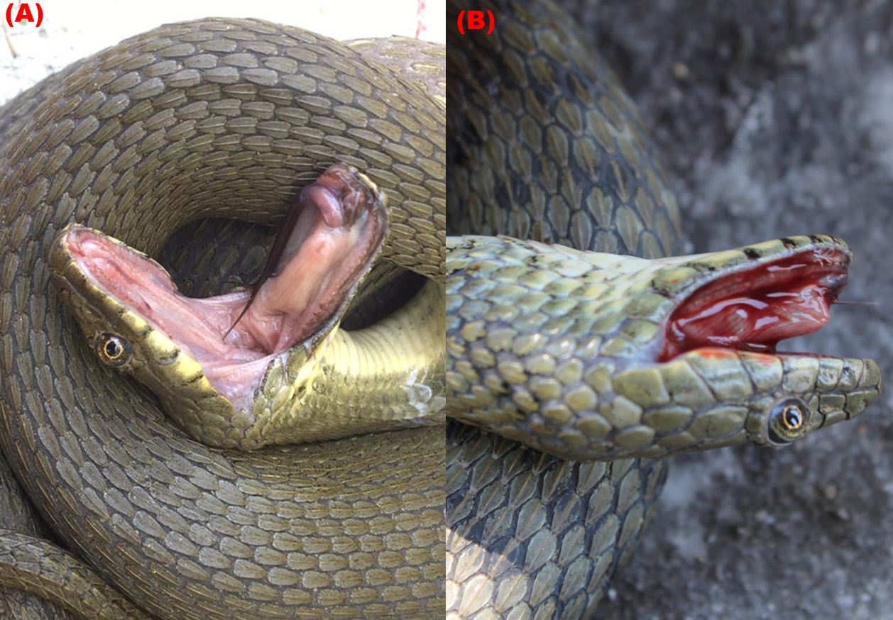 Two different individuals exhibiting DF with and without autohaemorrhaging (AH) (green morph, without AH (a), blotched individual with AH (b). Credit: Bjelica and  Golubović, 2024