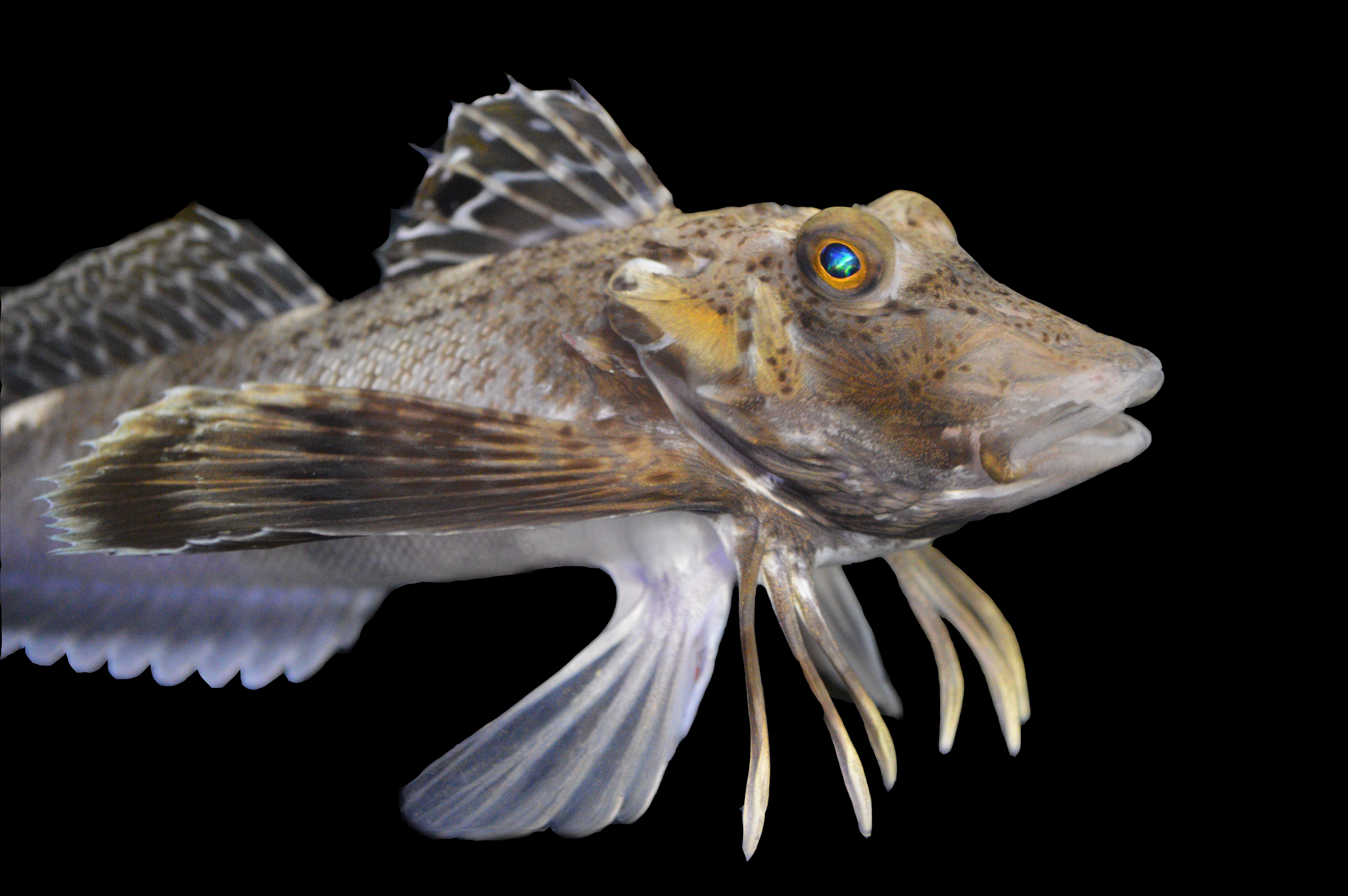 Prionotus carolinus 3 CREDIT Anik Grearson