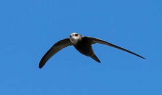 A common swift in flight 