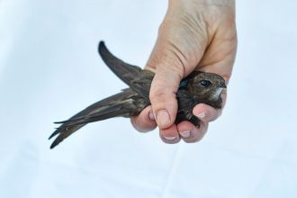 A swift in the hand