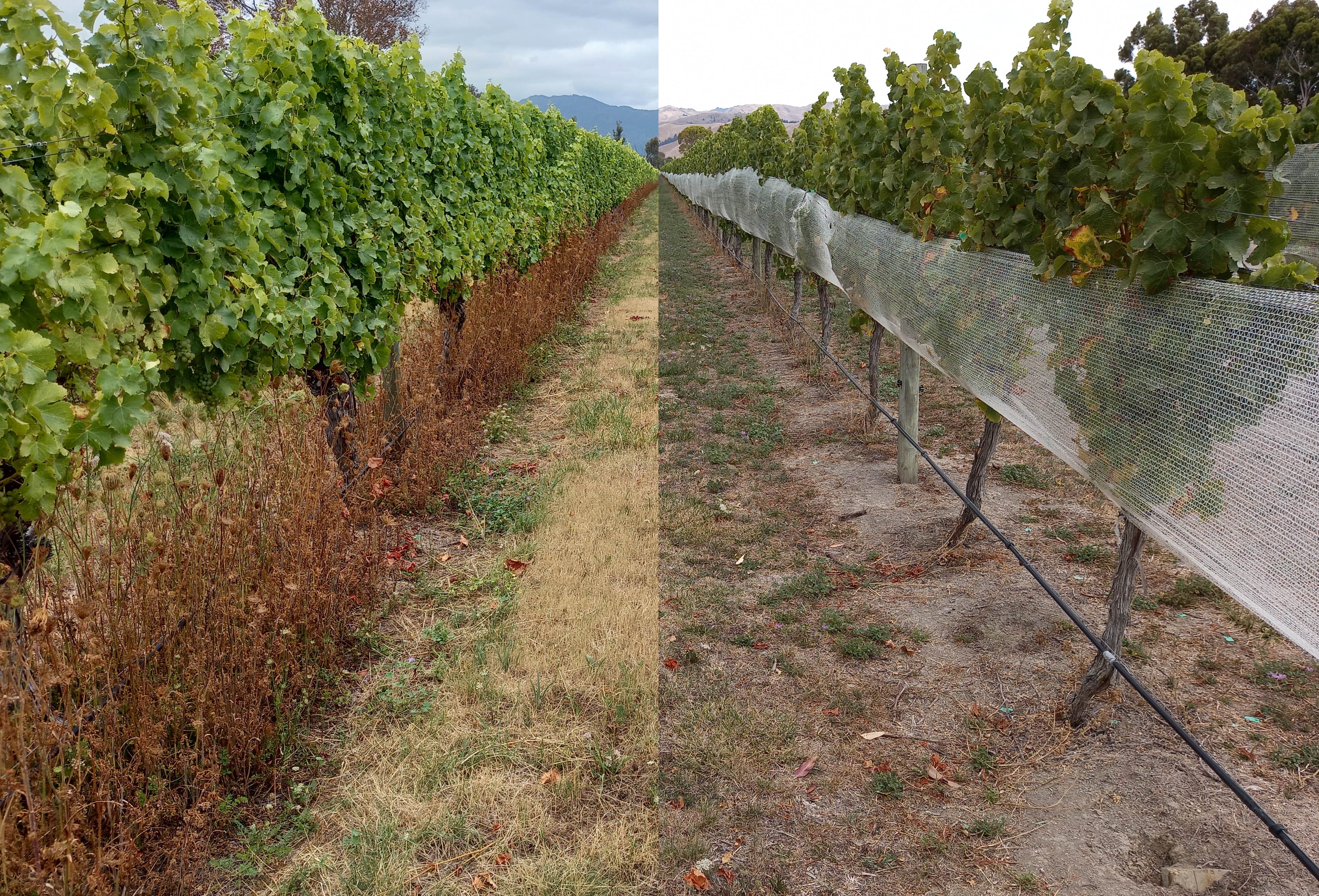 Wild carrot growing in Marlborough vineyards. Credit: Trevor James