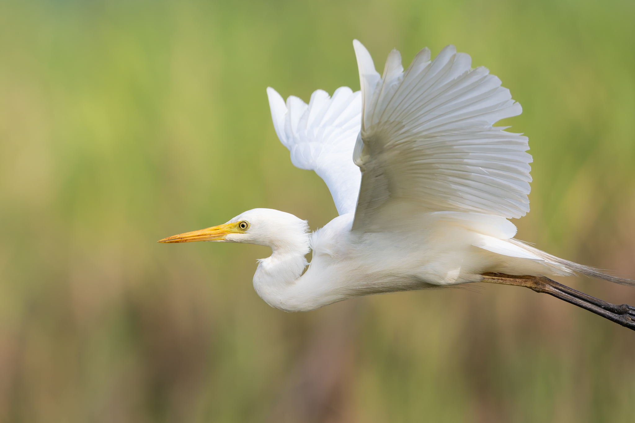 Plumed egret - Observation by Adam Jackson · no rights reserved Plumed egret - Observation by Adam Jackson · no rights reserved
