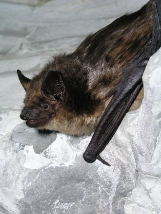 A serotine bat