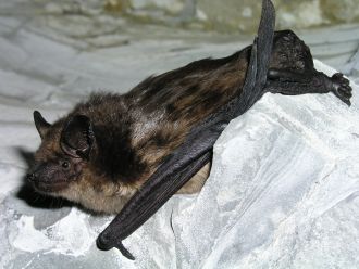 A serotine bat