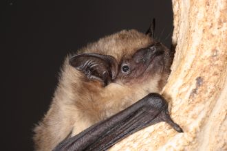 A serotine bat