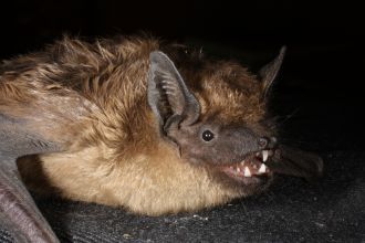 A serotine bat