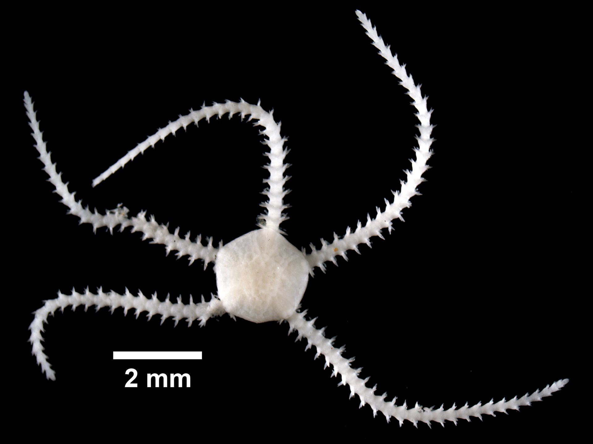 Eric A. Lazo-Wasem  Gall L (2019). Invertebrate Zoology Division, Yale Peabody Museum. Yale University Peabody Museum. Occurrence dataset https://doi.org/10.15468/0lkr3w accessed via GBIF.org on 2019-01-12. https://www.gbif.org/occurrence/350563509, CC0, via Wikimedia Commons
