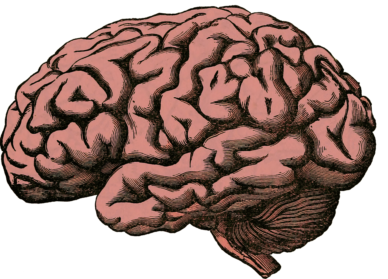 CC-0.https://pixabay.com/illustrations/brain-anatomy-human-science-health-512758/