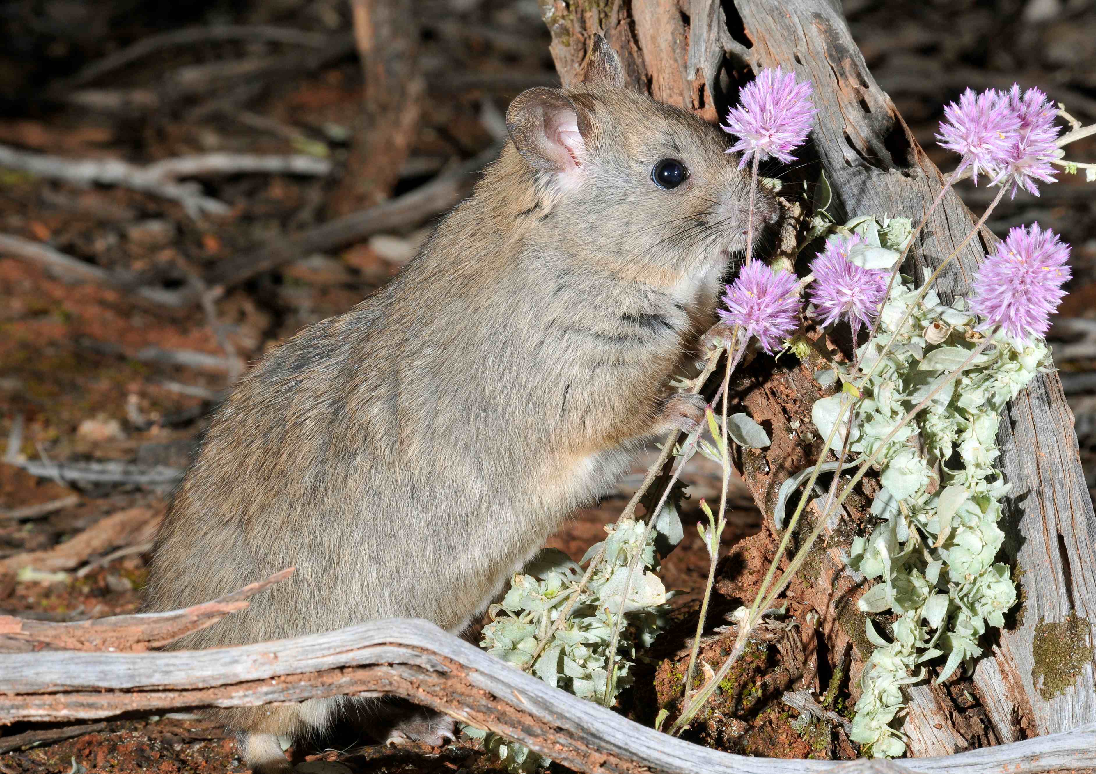 An endangered Greater Stick-nest Rat feeds on native vegetation in the predator proof enclosure on Mount Gibson Wildlife Sanctuary. Photo courtesy  Wayne Lawler, Australian Wildlife Conservancy 