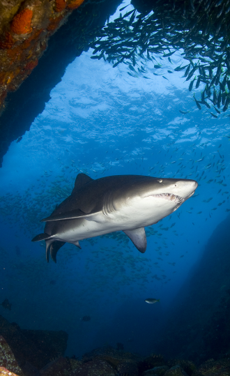 Grey Nurse Shark