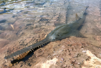 Largetooth Sawfish