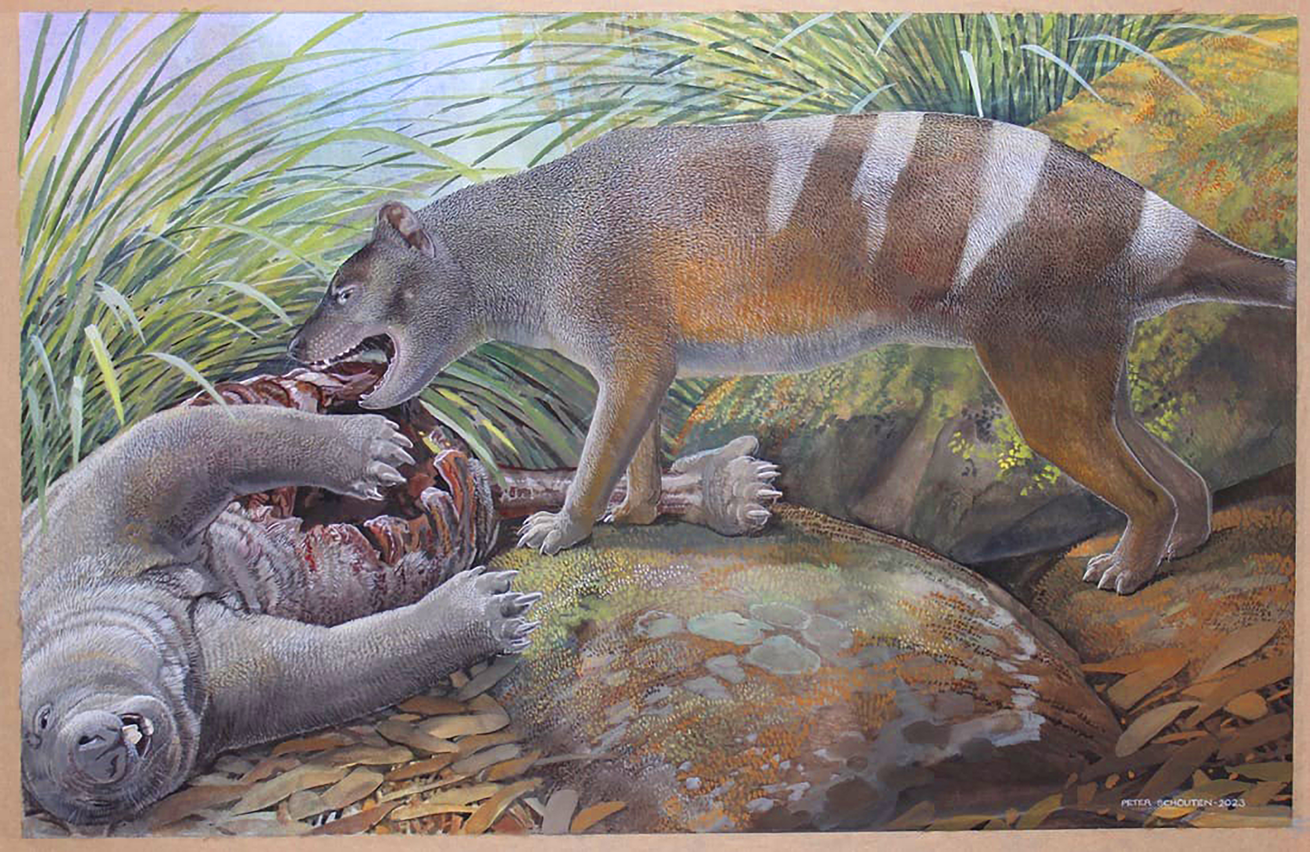 Artist’s reconstruction of Badjcinus timfaulkneri scavenging on the carcass of Silvabestius michaelbirti, a wombat-like marsupial also from Hiatus Site at the Riversleigh World Heritage Area. Image: Peter Schouten