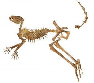 Fossil skeleton, new holotype 