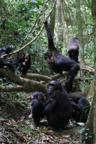Group of chimpanzees playing
