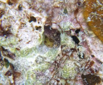 Macrophotogrammetry reveals a 2-month-old coral in crevice, around 1mm.
