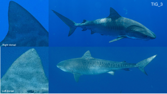 Tiger shark