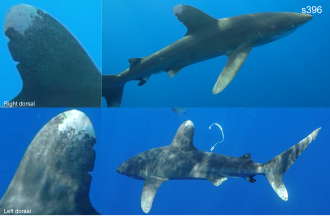 Whitetip shark