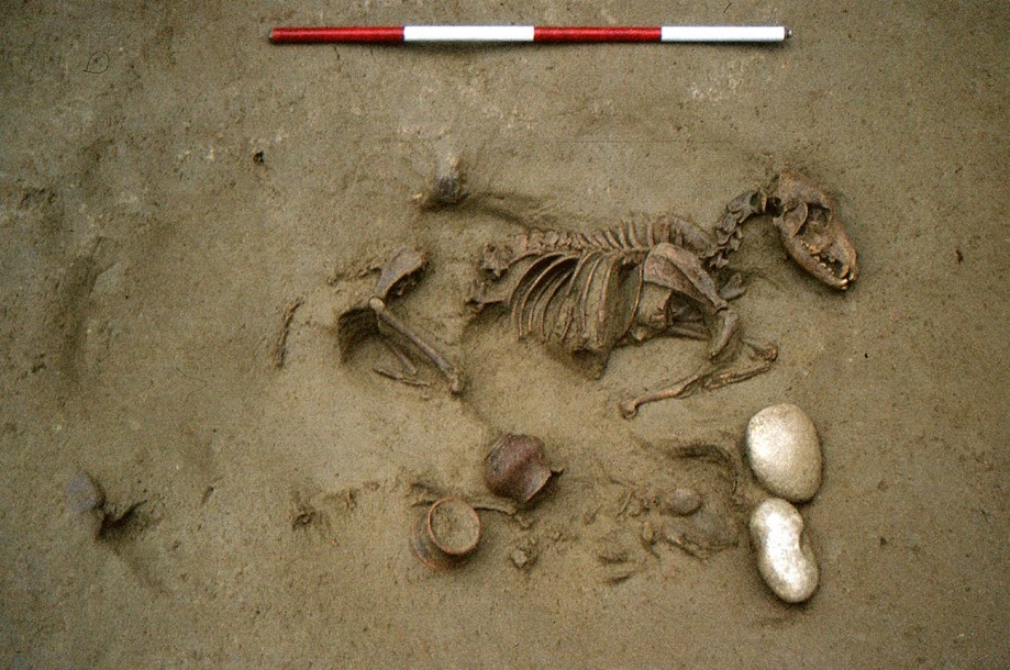 Burial 19: joint interment of a dog and a human perinate. Photo by S.R. Thompson, courtesy of SABAP-VR Soprintendenza archeologia, belle arti e paesaggio per le province di Verona, Rovigo e Vicenza. Image Credit: Laffranchi et al., 2024, CC-BY 4.0 (https://creativecommons.org/licenses/by/4.0/)