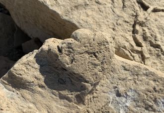 Small stegosaur photo