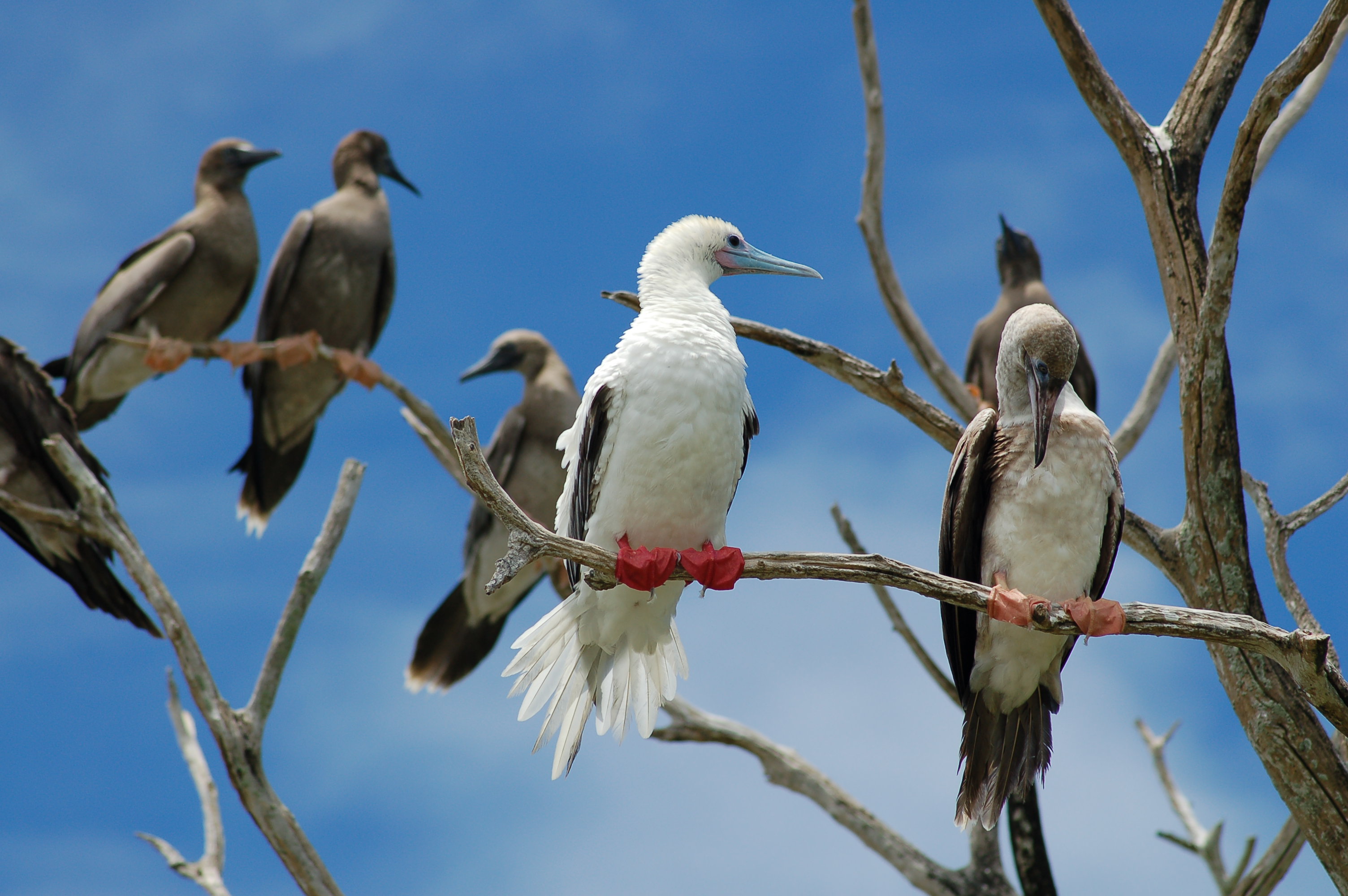 Red-footed booby creche, Chagos Archipelago. Credit: Pete Carr