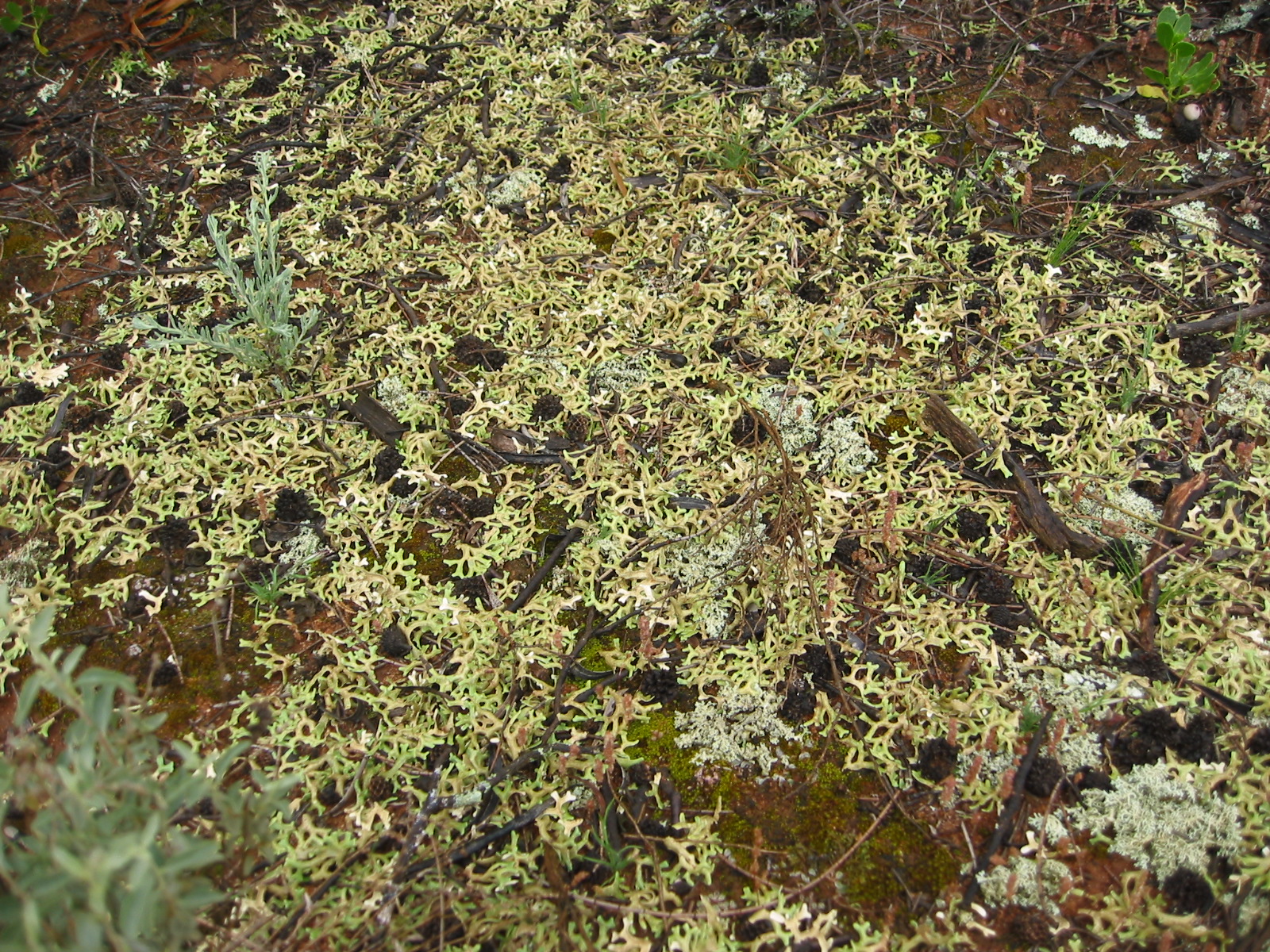 A diverse biocrust community in western New South Wales. Photo: David Eldridge