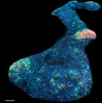 3D rendered image of spinal cord organoid
