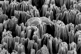 Candida on spiked titanium