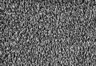 Dragonfly wing spikes