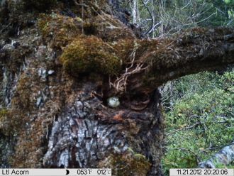 Rat predation of rifleman nest, nest camera footage from the Marlborough Sounds