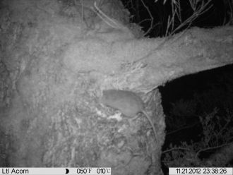 Rat predation of rifleman nest, nest camera footage from the Marlborough Sounds