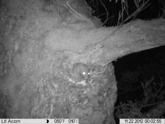 Rat predation of rifleman nest, nest camera footage from the Marlborough Sounds