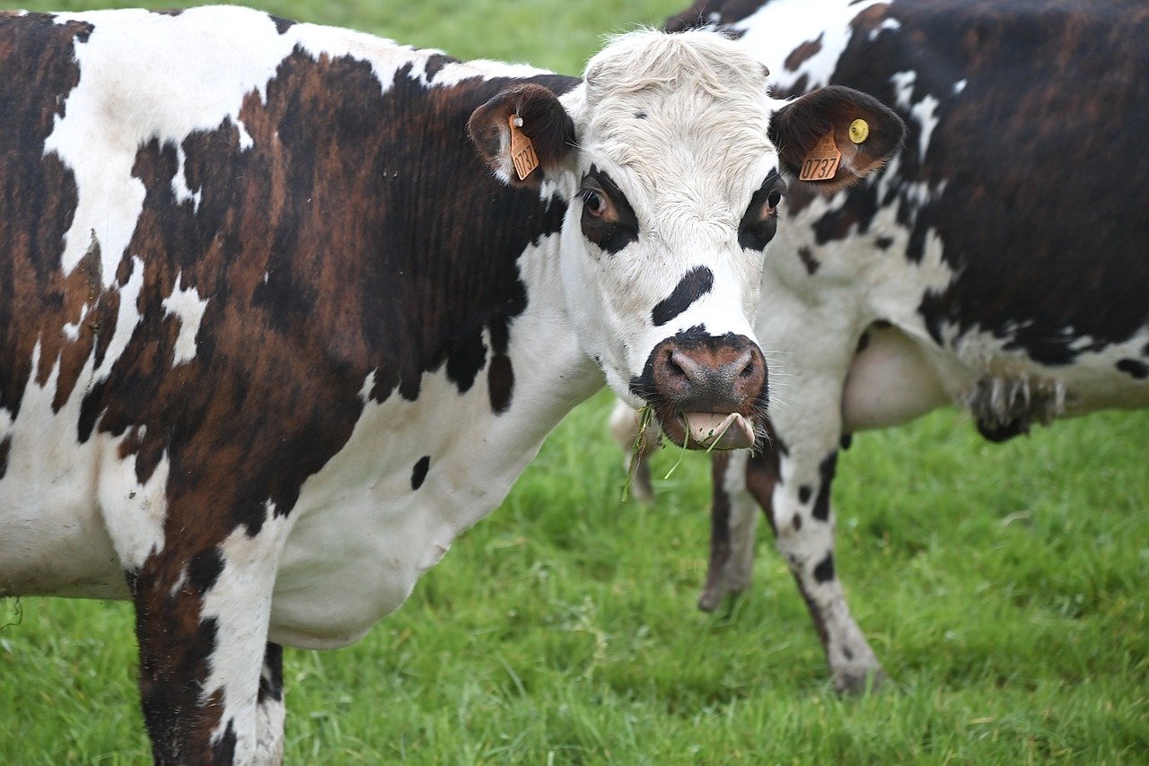 CC-0. https://pixabay.com/photos/cow-norman-cow-milk-cow-ruminant-7957275/