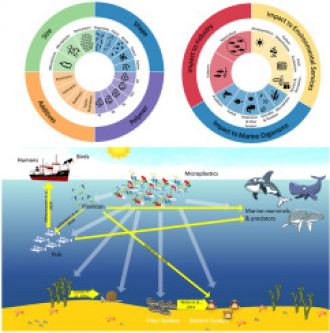 Marine microplastics diagram 