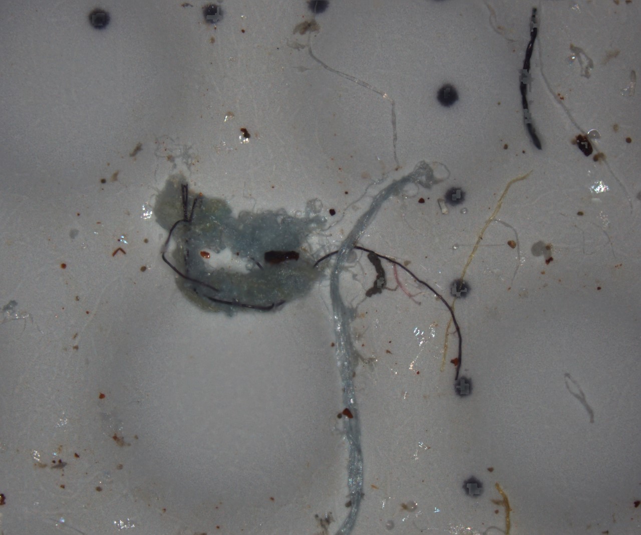 Microplastic particles from seawater samples in the Gulf St Vincent (credit Dr Anastasiia Snigirova, Flinders University) 