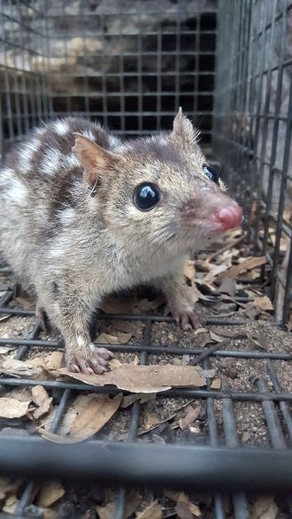 Northern quoll