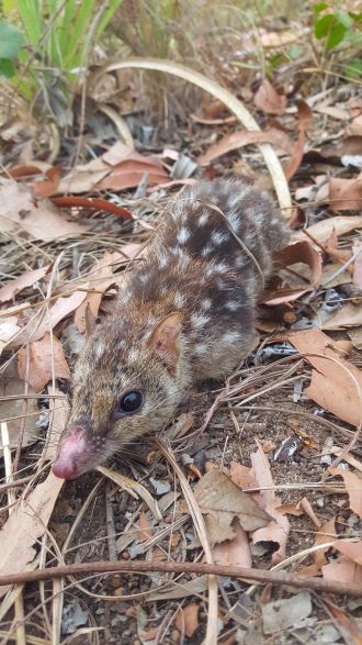 Endangered Northern quoll