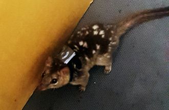 Wild roaming Northern quoll with backpack tracker