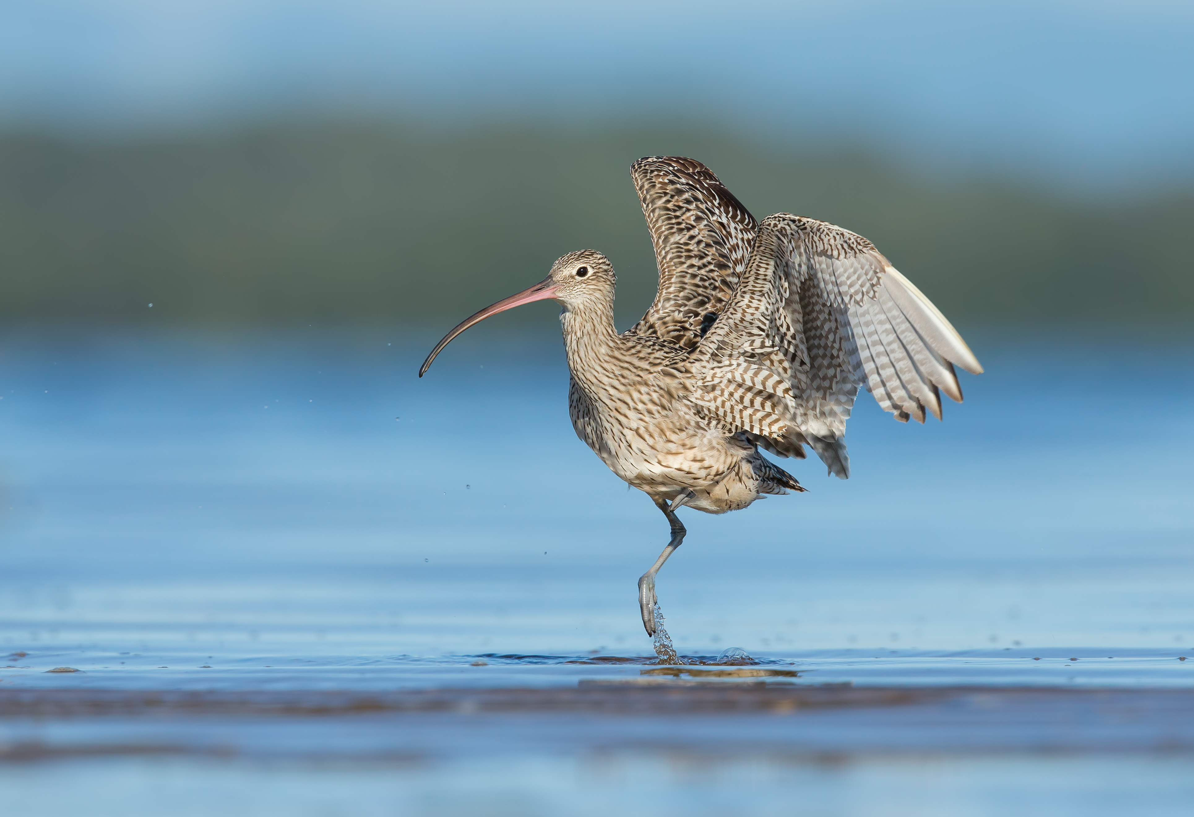 Eastern Curlew by Michael Toms